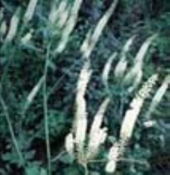 Black Cohosh P.E.